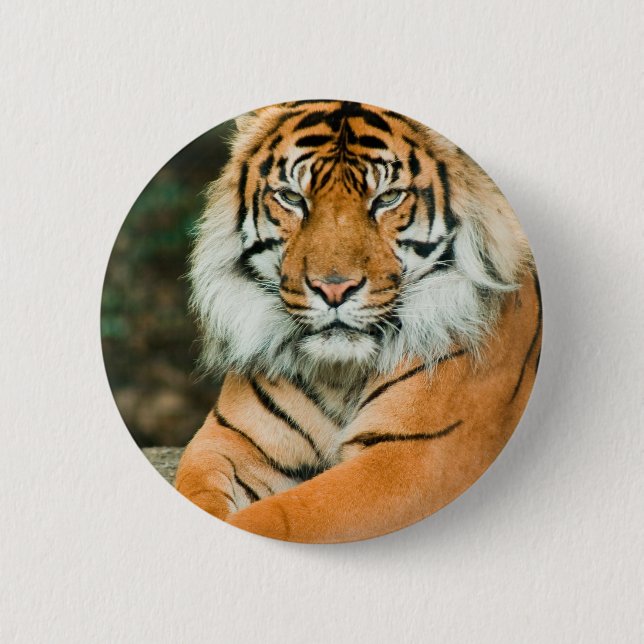 Orange Tiger-Knopf Button (Vorderseite)