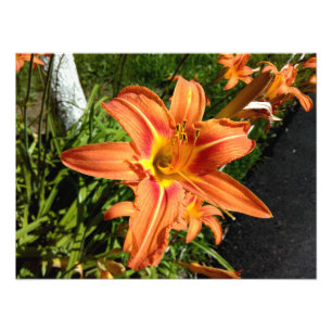 Orange Tiger-Lilien Fotodruck