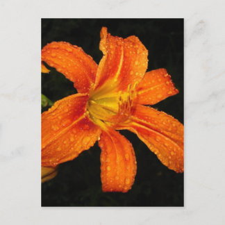 Orange Tiger Lily Blume Postkarte