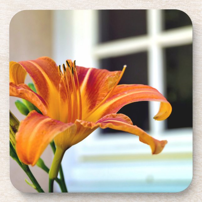 Orange Tiger Lily Getränkeuntersetzer (Vorderseite)