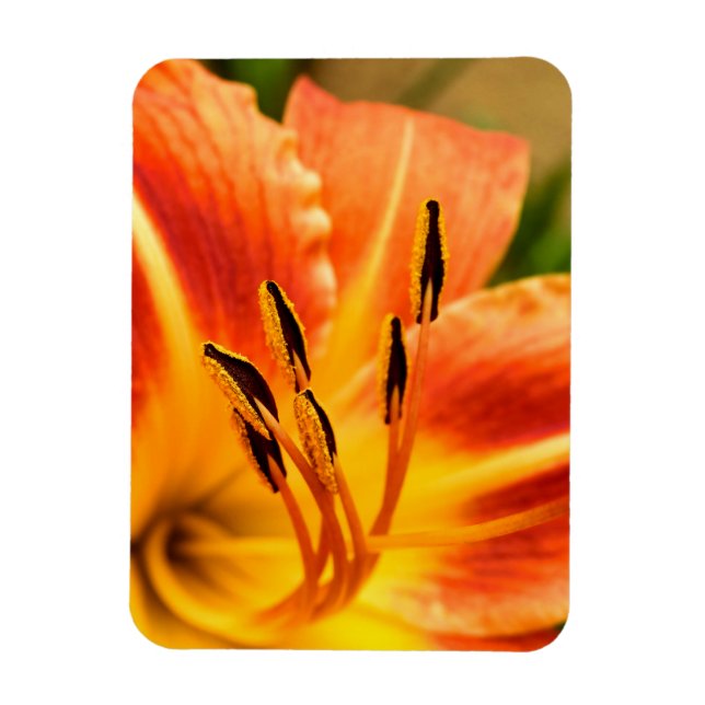 Orange Tiger Lily Magnet (Vertikal)