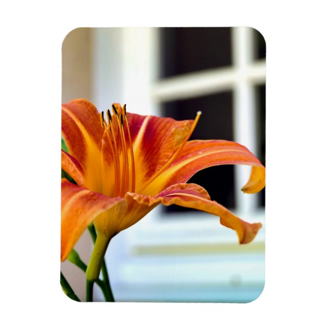 Orange Tiger Lily Magnet (Vertikal)