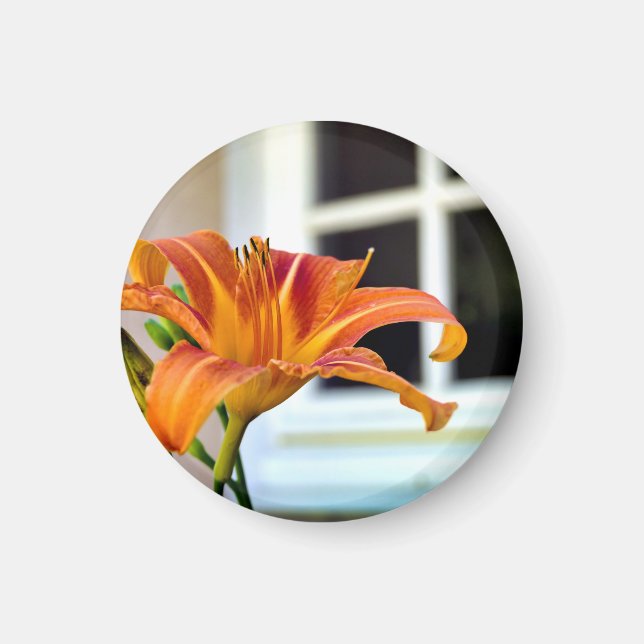 Orange Tiger Lily Magnet (Vorne)