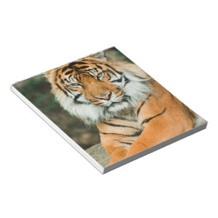 Orange Tiger Notepad Notizblock