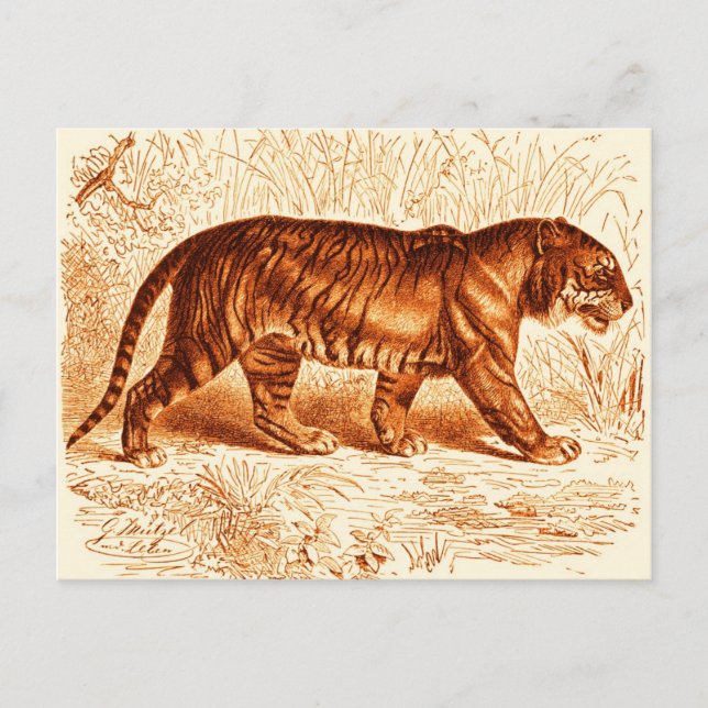Orange Tiger Postkarte (Vorderseite)