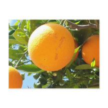 Orange Tree - Espagne, Carte postale