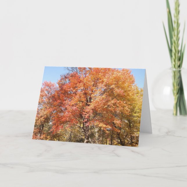 Orange Trees Feiertagskarte (Vorderseite)