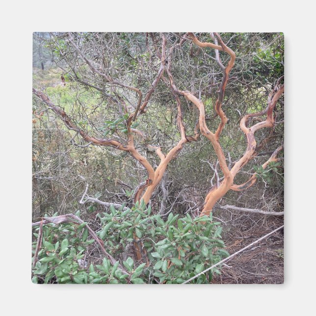 Orange Tree's in Torrey Pines San Diego Foto Magnet (Vorne)