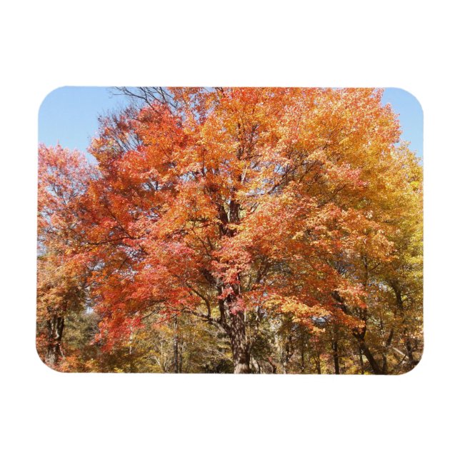 Orange Trees Magnet (Horizontal)