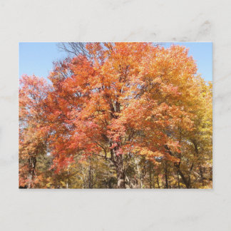 Orange Trees Postkarte