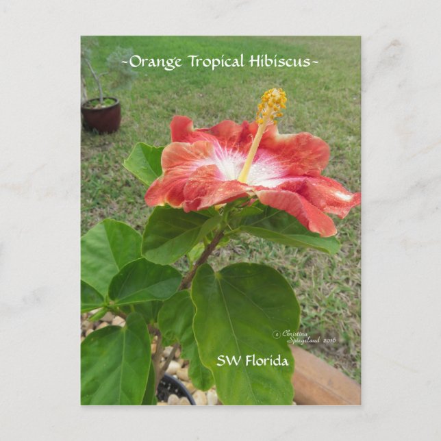 Orange Tropischer Hibiskus Blume Postkarte (Vorderseite)