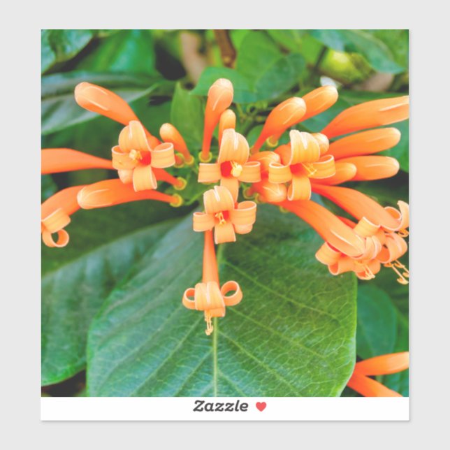Orange Trumpet Vine Aufkleber (Blatt)