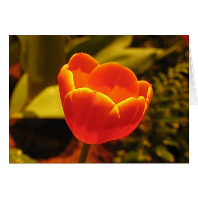 Orange Tulip (Vorderseite (Horizontal))