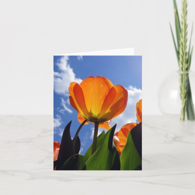 Orange Tulip, Blue Sky (Vorderseite)