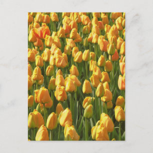 Orange Tulip Blume Postkarte