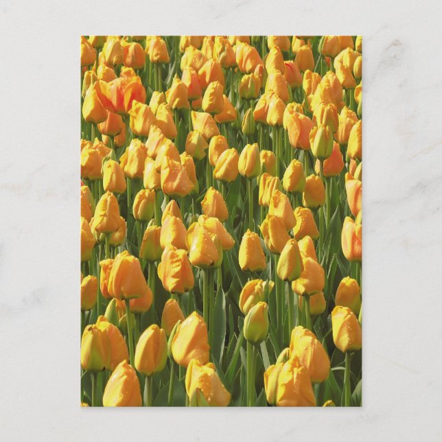 Orange Tulip Blume Postkarte (Vorderseite)