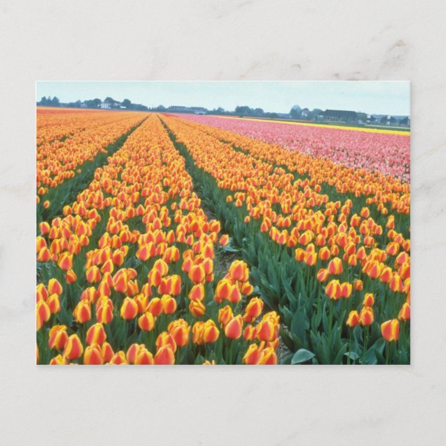 Orange Tulip fields, Holland Blume Postkarte (Vorderseite)