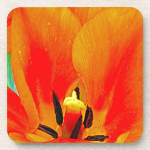 Orange Tulip Getränkeuntersetzer