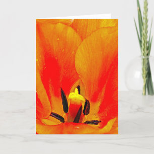 Orange Tulip Karte