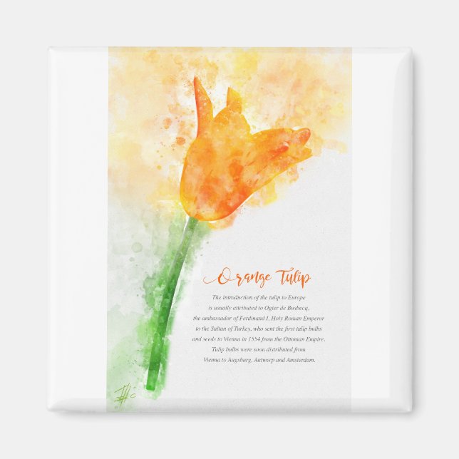 Orange Tulip Magnet (Vorne)