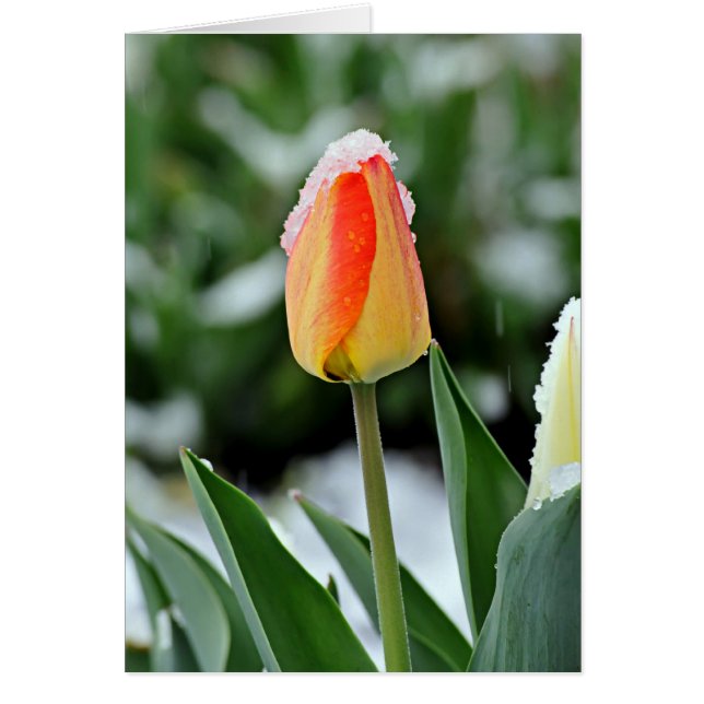 Orange Tulip mit Schnee (Vorne)
