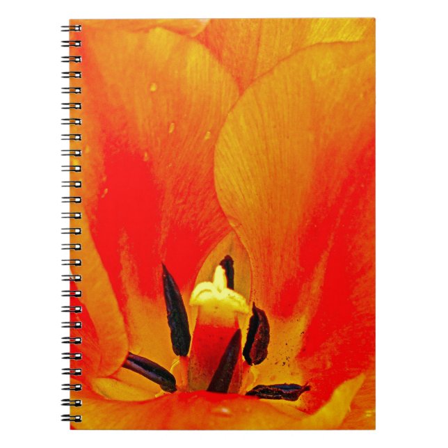 Orange Tulip Notizblock (Vorderseite)