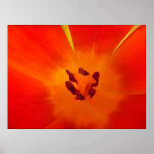 Orange Tulip Print Poster