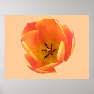 Orange Tulip Print Poster