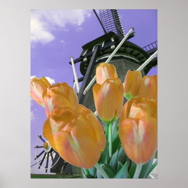 Orange Tulip Windmill Poster Print (Vorne)