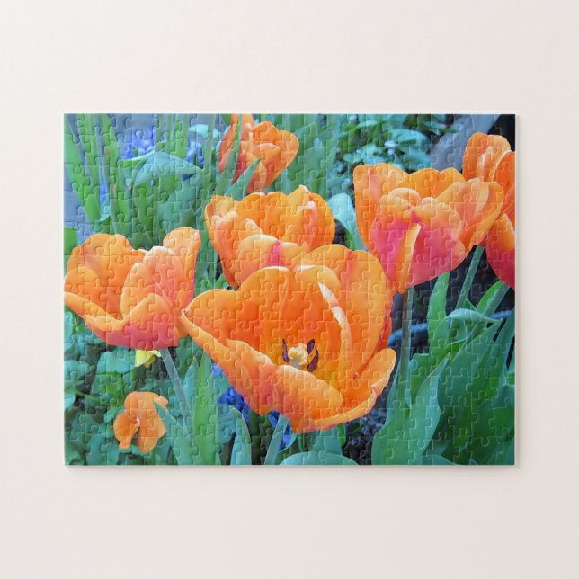 Orange Tulips (Horizontal)
