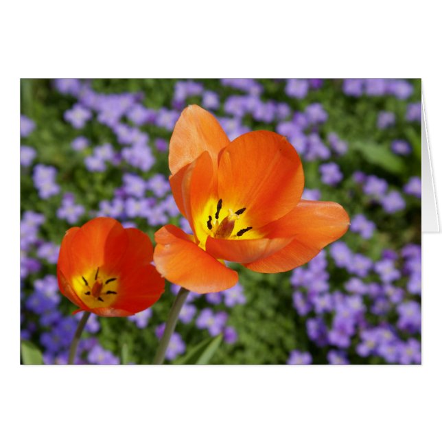 Orange Tulips (Vorderseite (Horizontal))