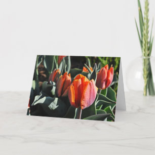 Orange Tulips 1 Karte