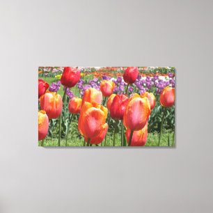 Orange Tulips at Elizabeth Park übersät Canvas Leinwanddruck