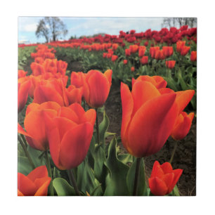 Orange Tulips in a Field, Oregon Fliese
