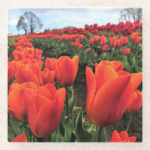 Orange Tulips in a Field, Oregon Glasuntersetzer