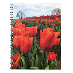 Orange Tulips in a Field, Oregon Notizblock