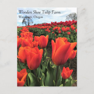 Orange Tulips in a Field, Oregon Postcard Postkarte