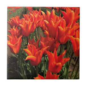 Orange Tulips, Oregon Fliese