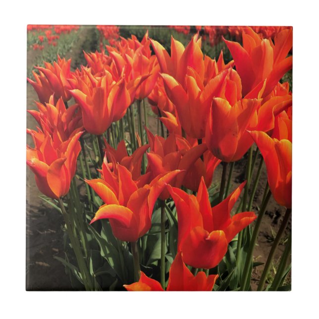 Orange Tulips, Oregon Fliese (Vorderseite)