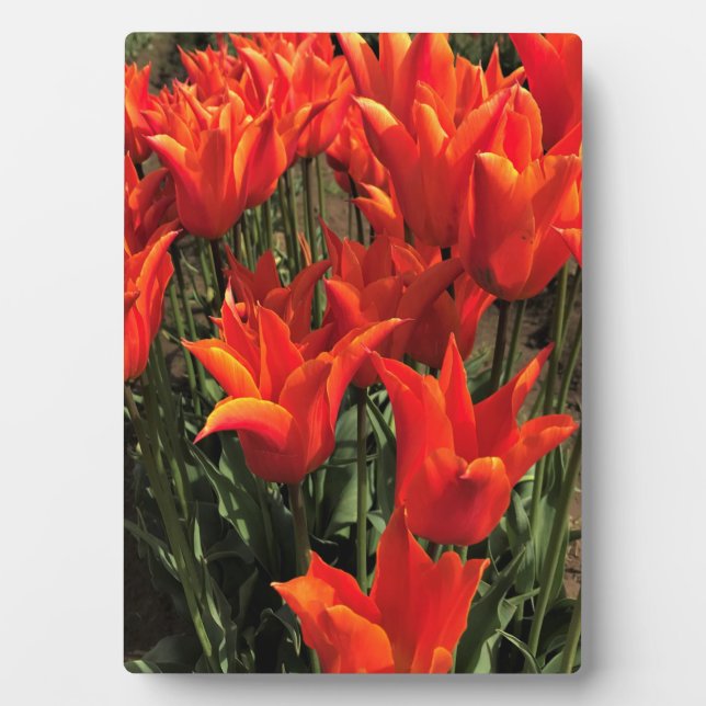 Orange Tulips, Oregon Fotoplatte (Vorderseite)