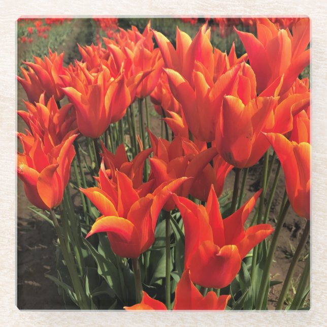 Orange Tulips, Oregon Glasuntersetzer (Vorderseite)