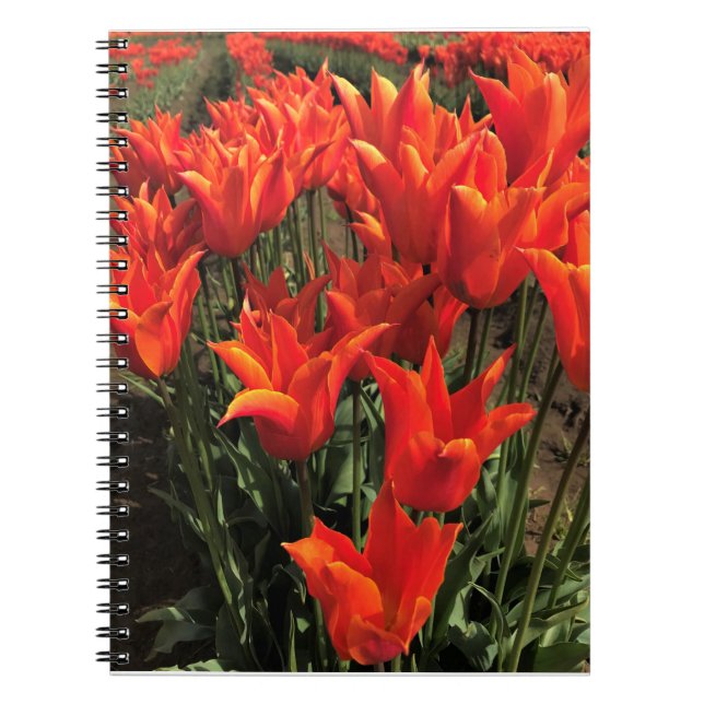 Orange Tulips, Oregon Notizblock (Vorderseite)