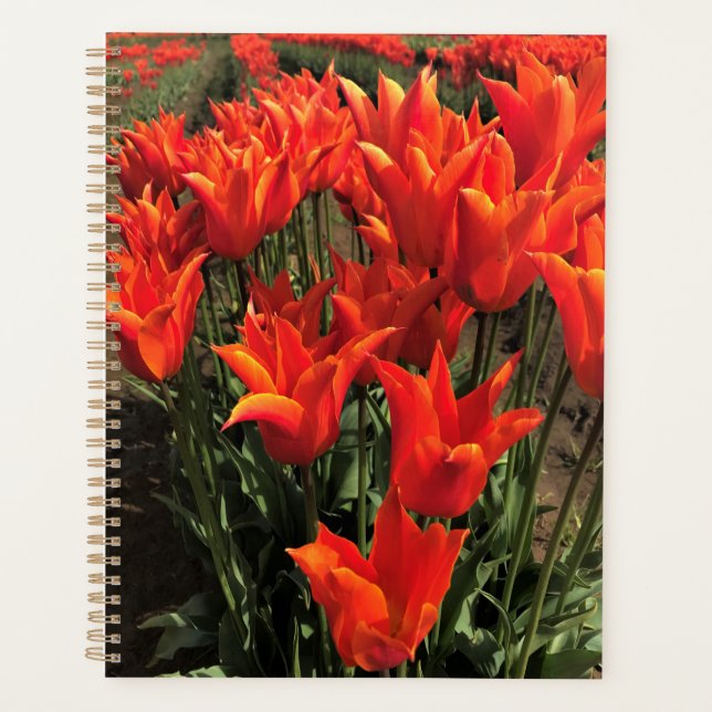 Orange Tulips, Oregon Planer (Vorderseite)
