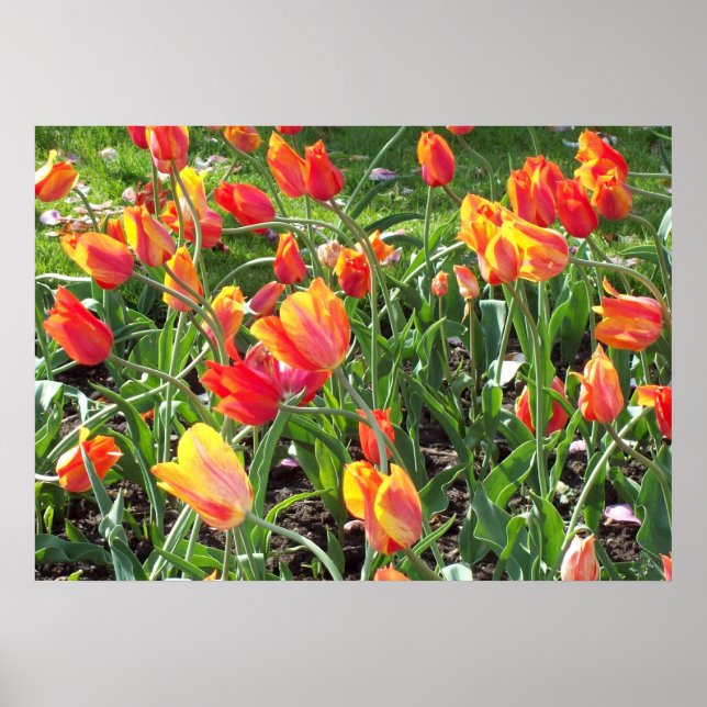 Orange Tulips Poster (Vorne)