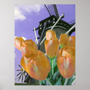 Orange Tulpe-Windmühlen-Plakat-Druck Poster
