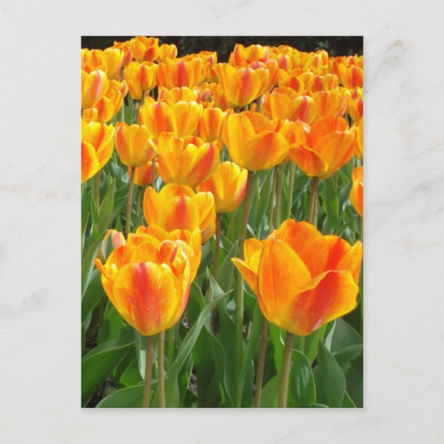 Orange Tulpen Postkarte (Vorderseite)
