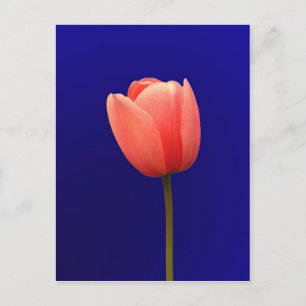 orange Tulpenblume auf blauem Hintergrund Postkarte