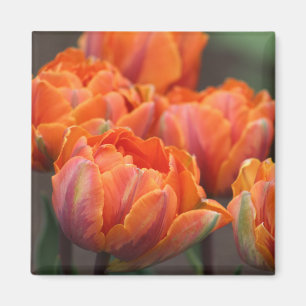 Orange-Tulpenmagnet Magnet