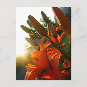 Orange Un Bloomed Postkarte