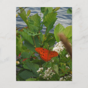 Orange und Black Butterfly am See Postkarte